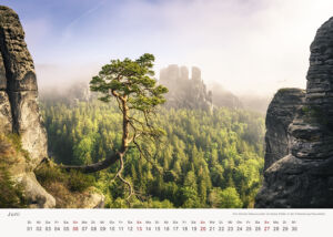 Die Pölkingkiefer an der Bastei - Ein kleines Naturwunder