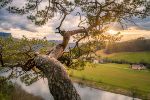 Diese Kiefer hat immer eine gute Aussicht Fotografie Sächsische Schweiz Kiefer